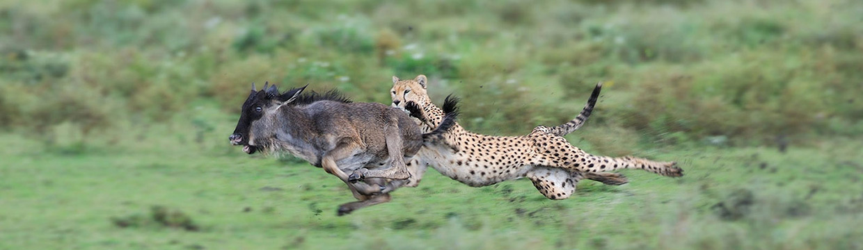 Wildlife photographer Grégoire Bouguereau