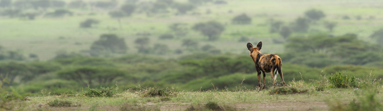 Wildlife photographer Grégoire Bouguereau