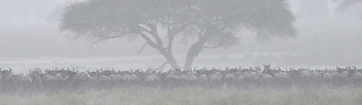 Wildlife photographer Grégoire Bouguereau