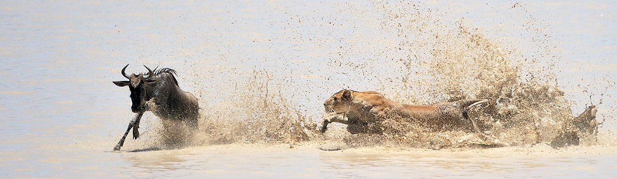 Wildlife photographer Grégoire Bouguereau