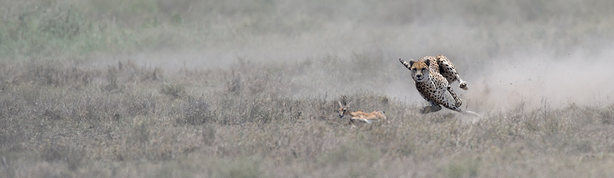 Wildlife photographer Grégoire Bouguereau