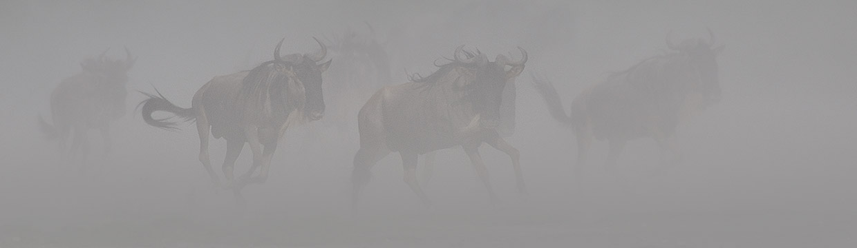 Wildlife photographer Grégoire Bouguereau