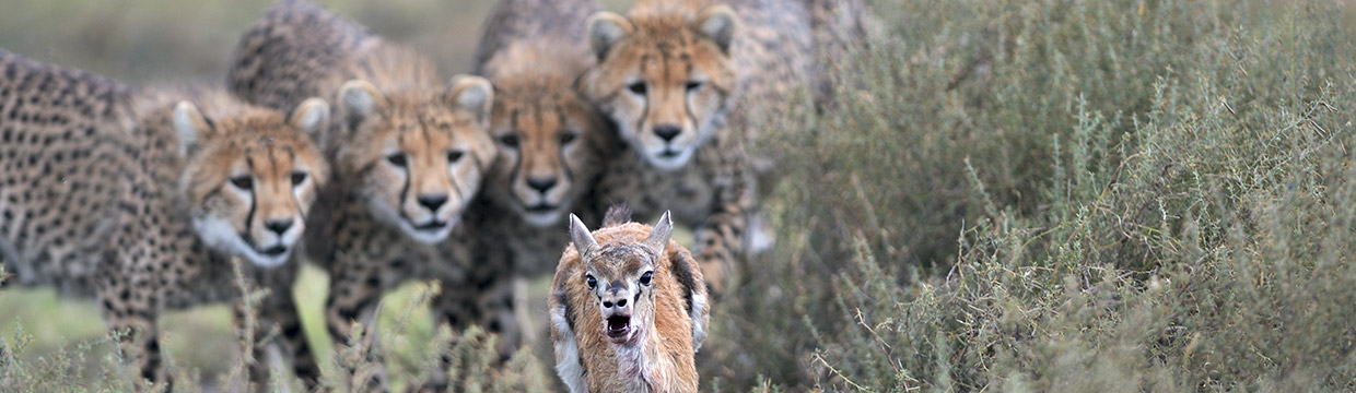 Wildlife photographer Grégoire Bouguereau