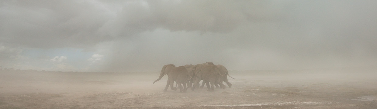 Wildlife photographer Grégoire Bouguereau