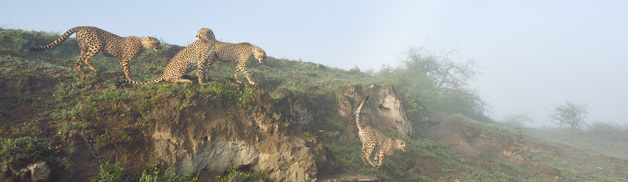 Wildlife photographer Grégoire Bouguereau
