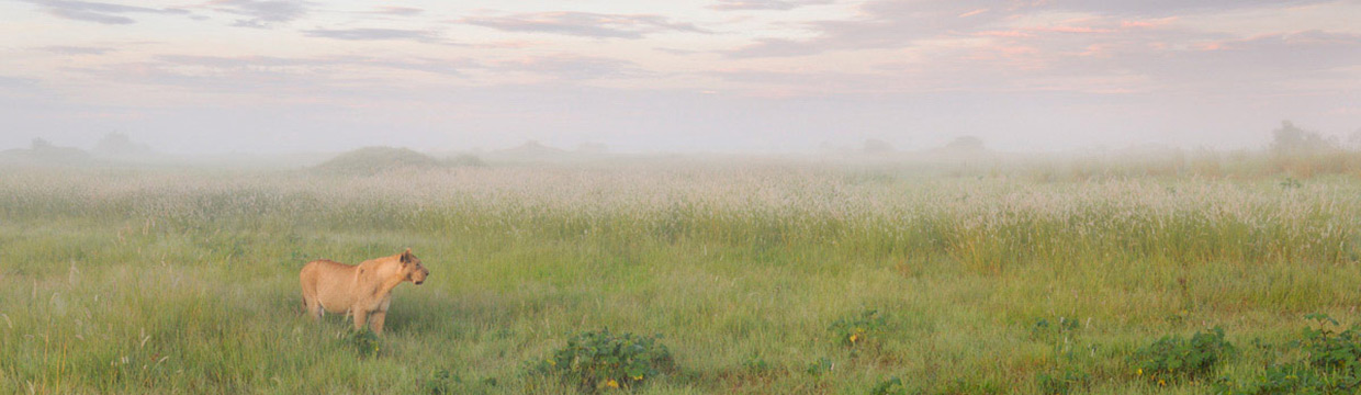 Wildlife photographer Grégoire Bouguereau