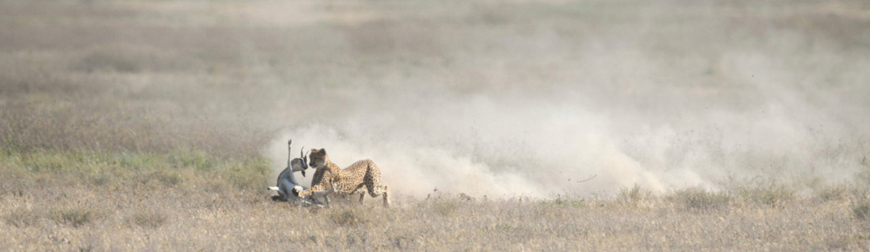 Wildlife photographer Grégoire Bouguereau